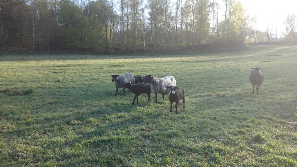 Rena och fräscha!