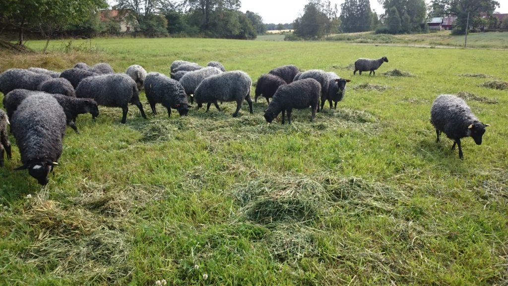 Många nyanser av grönt