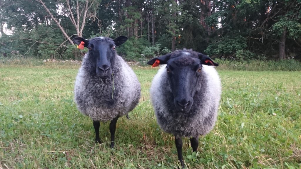 Försökte smyga fram och ta en bild rakt framifrån, men mysfår låter sig inte luras!