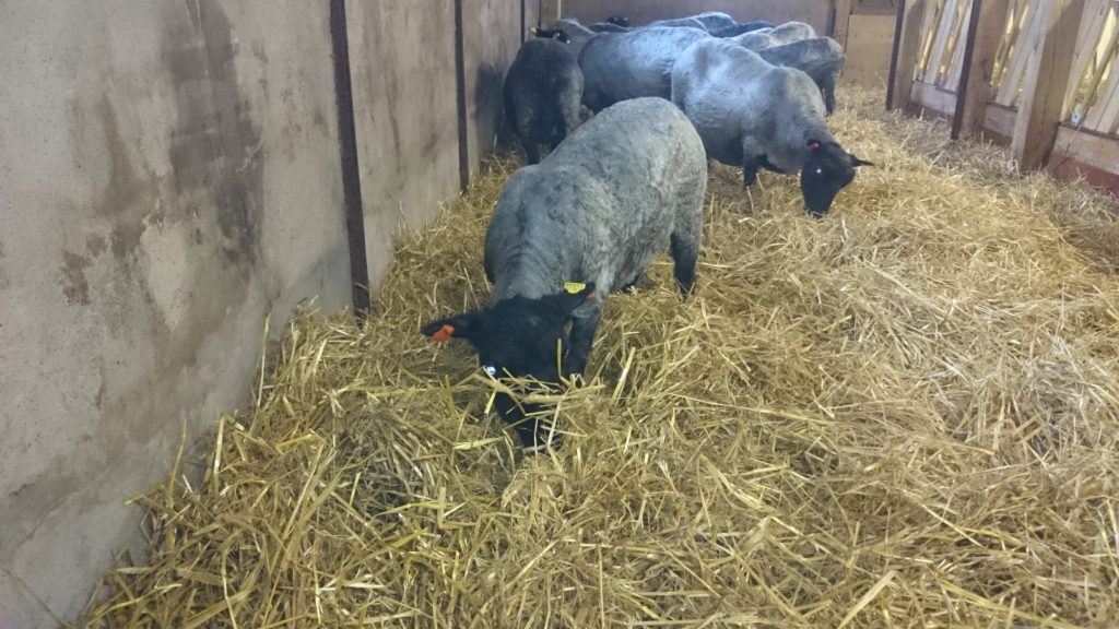 Nakenfår på jakt efter grönt