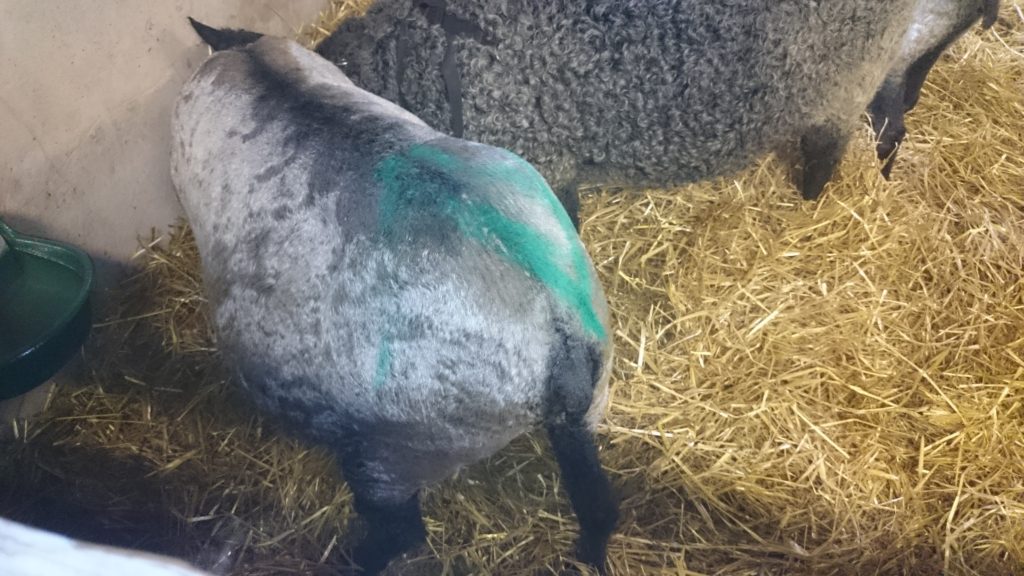 En annan variant av grönt