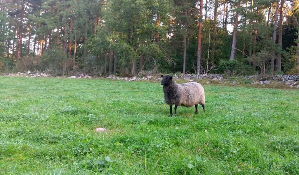 Solen vill precis bryta igenom, men orkar inte riktigt...