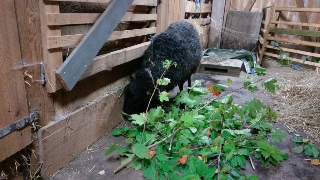 Löv är det som erbjuds på Sjögårdens Lamm-spa